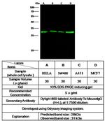 Galectin 3 Antibody in Western Blot (WB)