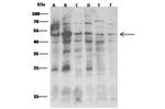JNK2 Monoclonal Antibody (3C3C12E5)