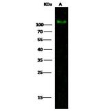 PDGFRA Monoclonal Antibody (6C7E2)