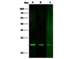 SOD1 Monoclonal Antibody (11)