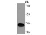 GST Recombinant Rabbit Monoclonal Antibody (JM57-10), HRP