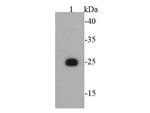 T7 tag Monoclonal Antibody (4-C2)