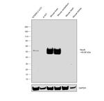 NeuN Antibody in Western Blot (WB)