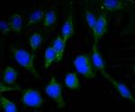 NeuN Antibody in Immunocytochemistry (ICC/IF)