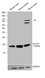 Survivin Antibody in Western Blot (WB)