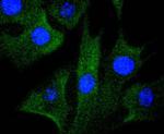 MEK1 Recombinant Rabbit Monoclonal Antibody (SZ22-01)