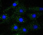 ERK1 Recombinant Rabbit Monoclonal Antibody (SP05-09)