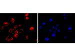 CDX2 Recombinant Rabbit Monoclonal Antibody (SY09-02)