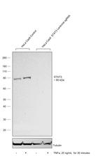 STAT3 Antibody in Western Blot (WB)