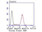 Alpha-Smooth Muscle Actin Antibody in Flow Cytometry (Flow)