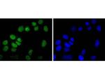 H2BR79me1 Antibody in Immunocytochemistry (ICC/IF)