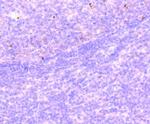 H2BR79me1 Antibody in Immunohistochemistry (Paraffin) (IHC (P))