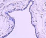 H2BR79me1 Antibody in Immunohistochemistry (Paraffin) (IHC (P))