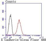 E-cadherin Antibody in Flow Cytometry (Flow)