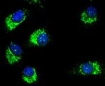 E-cadherin Antibody in Immunocytochemistry (ICC/IF)