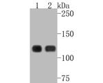 E-cadherin Antibody in Western Blot (WB)