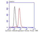 LDHB Antibody in Flow Cytometry (Flow)