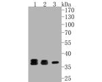 LDHB Antibody in Western Blot (WB)