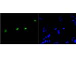 Phospho-Histone H3 (Ser10) Antibody in Immunocytochemistry (ICC/IF)