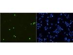 Phospho-Histone H3 (Ser10) Antibody in Immunocytochemistry (ICC/IF)