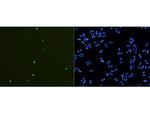 Phospho-Histone H3 (Ser10) Antibody in Immunocytochemistry (ICC/IF)