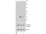 Phospho-Histone H3 (Ser10) Antibody in Western Blot (WB)