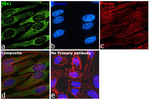 YBX1 Recombinant Rabbit Monoclonal Antibody (ST0432)