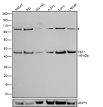 YBX1 Antibody in Western Blot (WB)