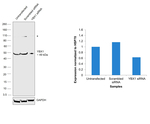 YBX1 Antibody in Western Blot (WB)