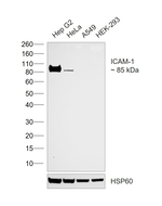 ICAM-1 Antibody