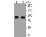 ICAM-1 Antibody in Western Blot (WB)