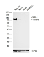 ICAM-1 Antibody in Western Blot (WB)
