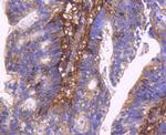 CD44 Antibody in Immunohistochemistry (Paraffin) (IHC (P))