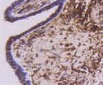 CD44 Antibody in Immunohistochemistry (Paraffin) (IHC (P))