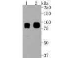 CD44 Antibody in Western Blot (WB)