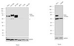 CD44 Antibody in Western Blot (WB)