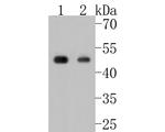 Phospho-CDC37 (Ser13) Recombinant Rabbit Monoclonal Antibody (SD08-50)