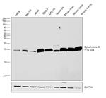Cytochrome C Antibody in Western Blot (WB)