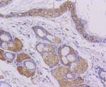 Cytochrome C Antibody in Immunohistochemistry (Paraffin) (IHC (P))