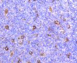 APOE Antibody in Immunohistochemistry (Paraffin) (IHC (P))