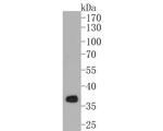 APOE Antibody in Western Blot (WB)