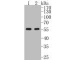 Vimentin Antibody in Western Blot (WB)