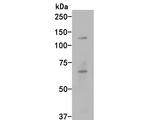 Phospho-Tau (Ser396) Antibody in Western Blot (WB)