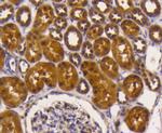 eIF5A Antibody in Immunohistochemistry (Paraffin) (IHC (P))