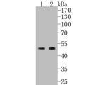 HDAC3 Antibody in Western Blot (WB)