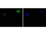 STAT5 alpha Recombinant Rabbit Monoclonal Antibody (SC66-09)