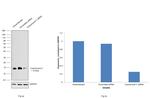 Cytochrome C Antibody in Western Blot (WB)