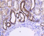 Cytochrome C Antibody in Immunohistochemistry (Paraffin) (IHC (P))
