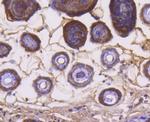 Cytochrome C Antibody in Immunohistochemistry (Paraffin) (IHC (P))