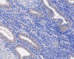 JAM-A (CD321) Recombinant Rabbit Monoclonal Antibody (SC60-07)